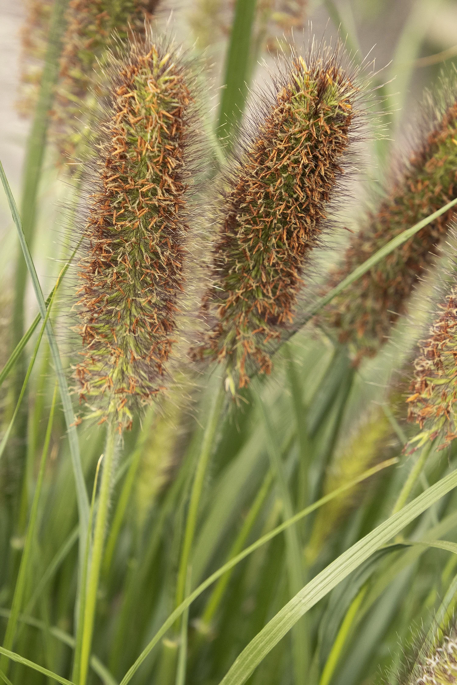 ©Monrovia by Doreen Wynja 