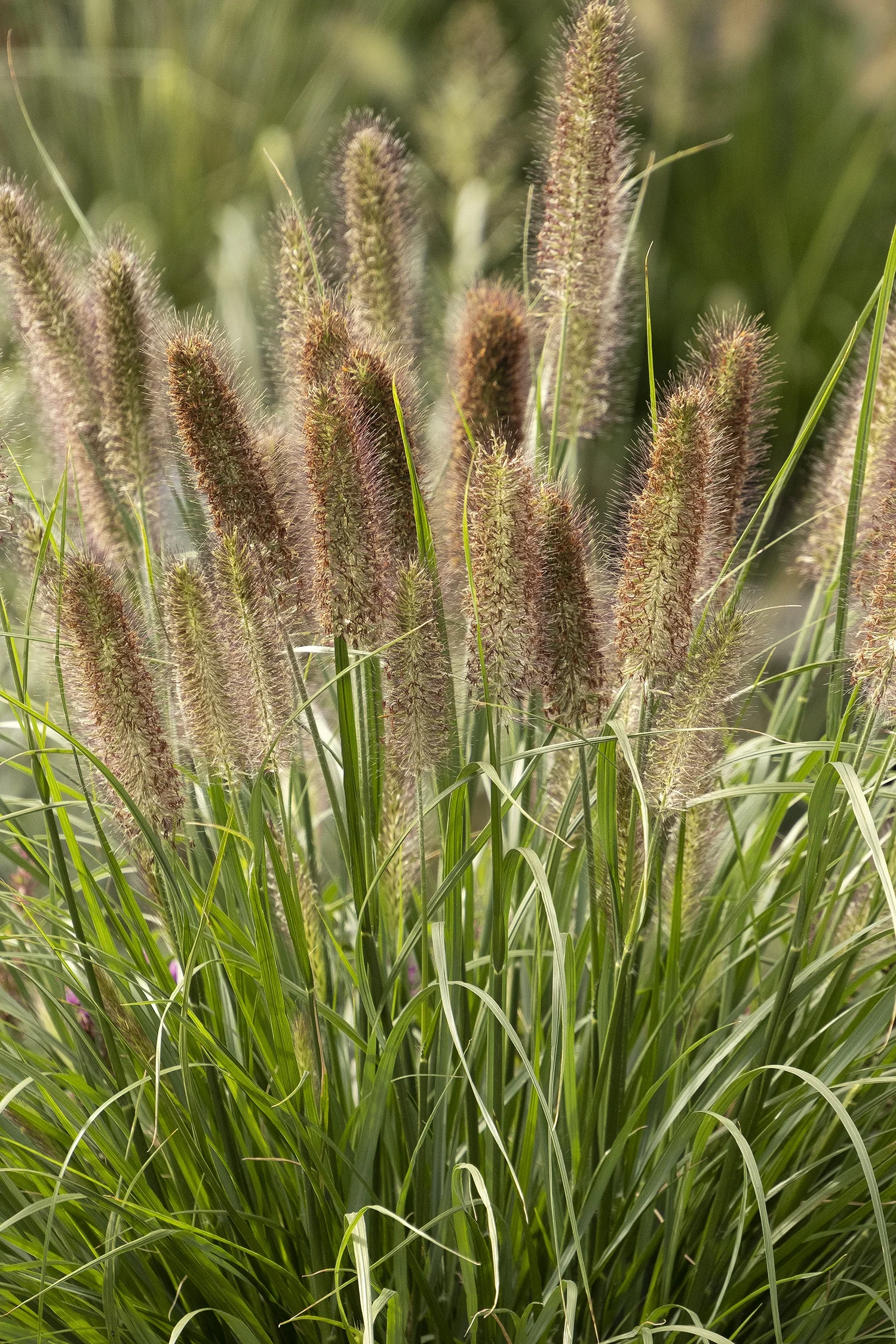 ©Monrovia by Doreen Wynja 