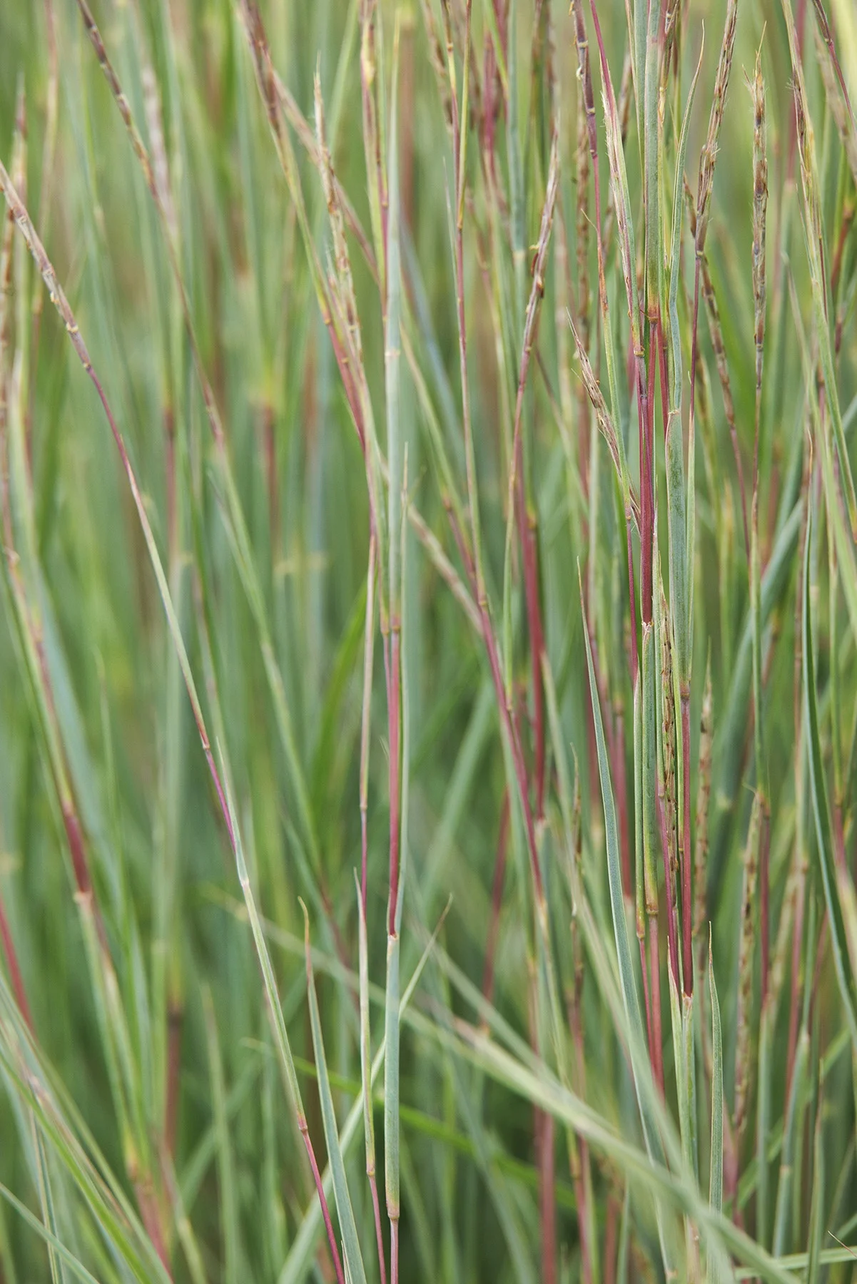 © Monrovia by Doreen Wynja 