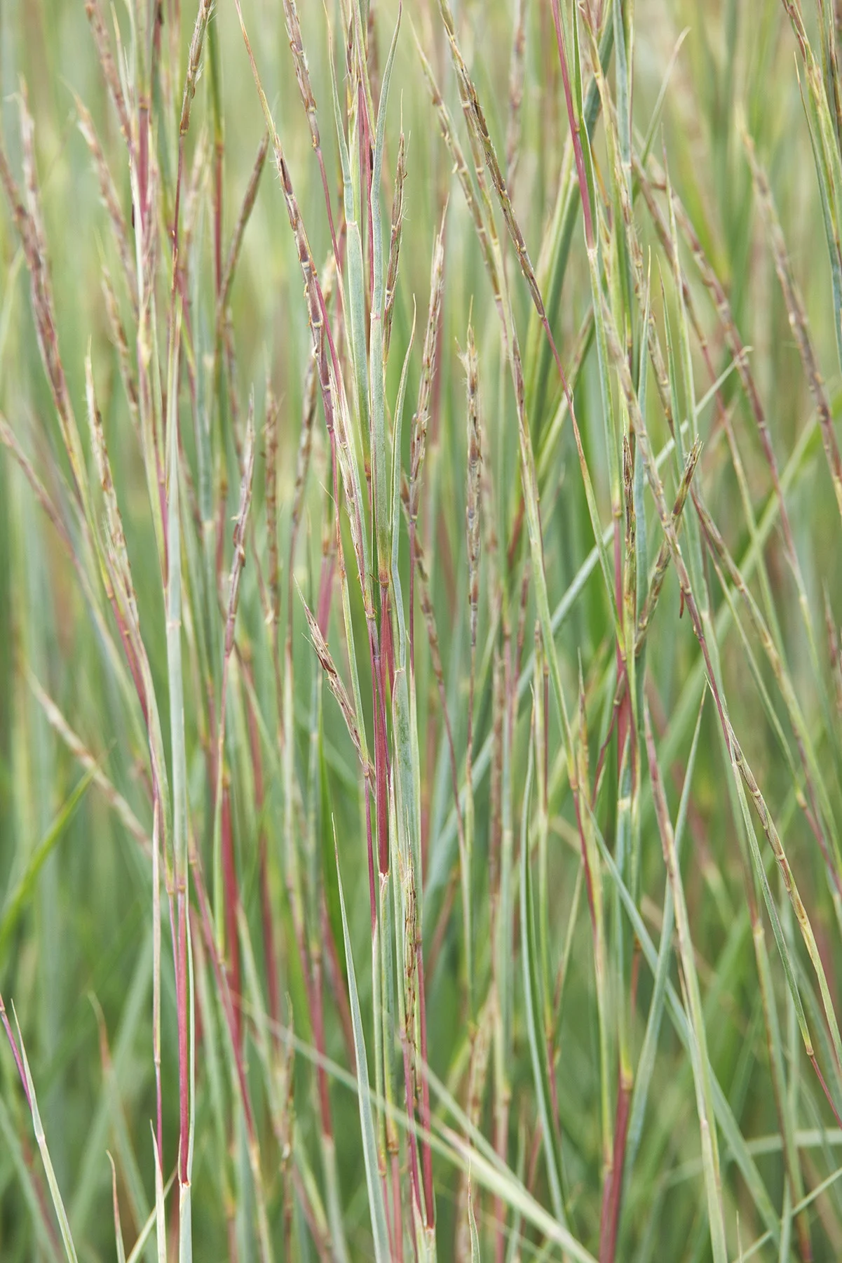 © Monrovia by Doreen Wynja 