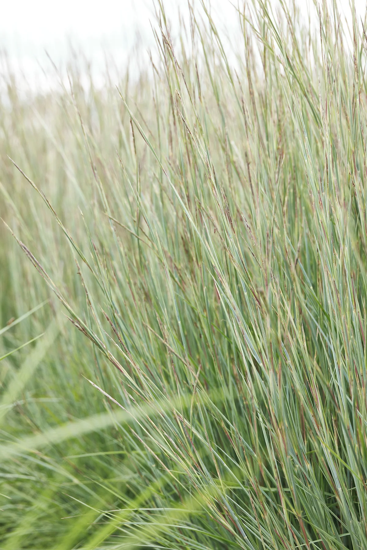 © Monrovia by Doreen Wynja 