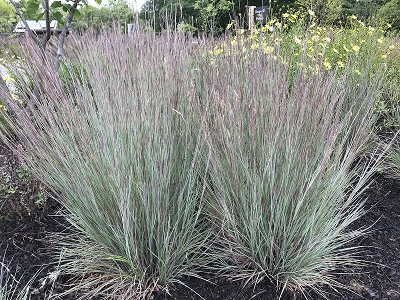 Intrinsic Perennials 