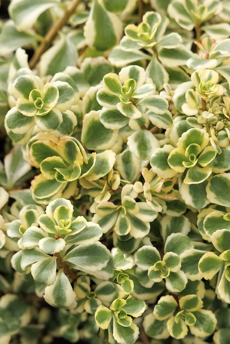 © Monrovia by Doreen Wynja