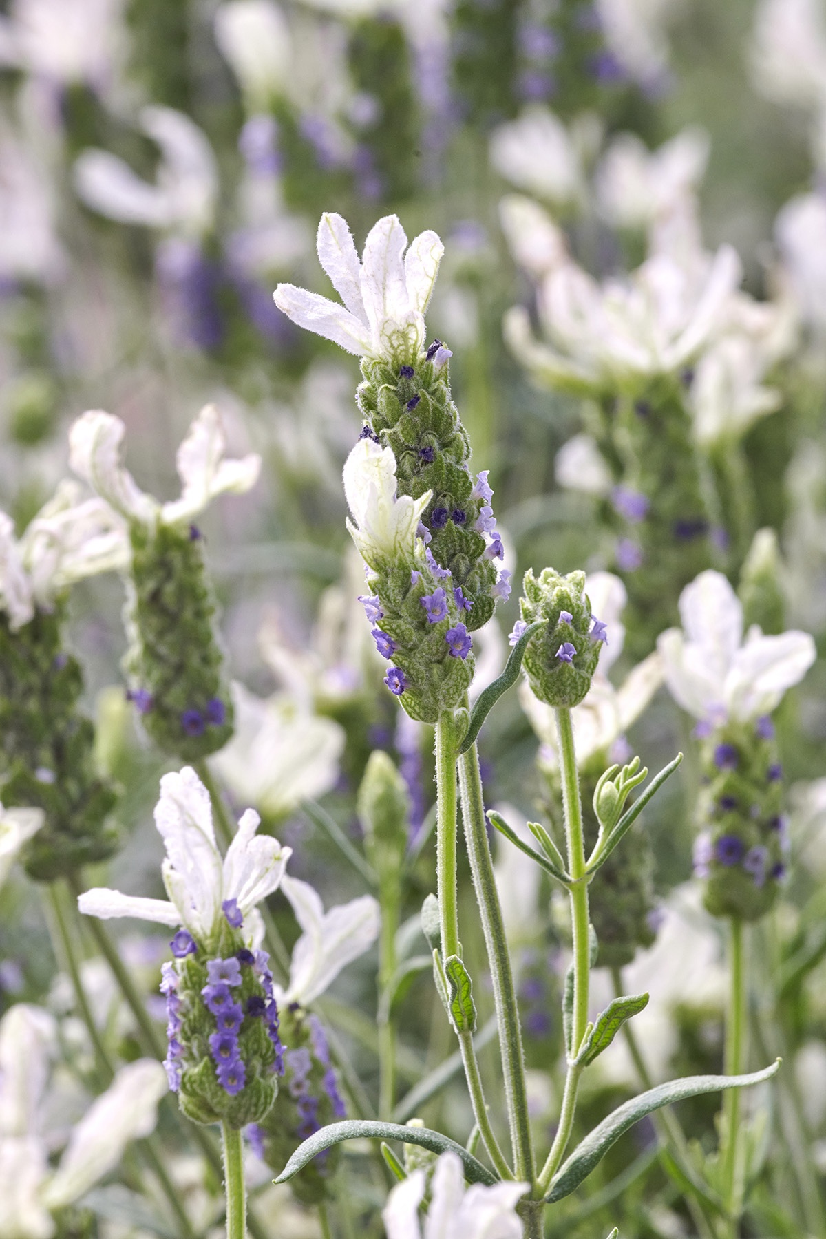 Javelin Forte White Spanish Lavender, Lavandula stoechas, Monrovia Plant