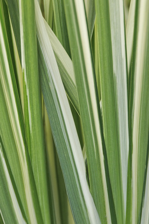 compo rasendnger unkraut Compo Expert Rasendnger mit Unkrautvernichter Floranid  rasenwelt GmbH