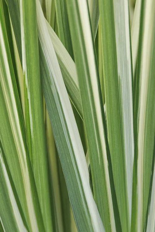 ©Monrovia, by Doreen Wynja