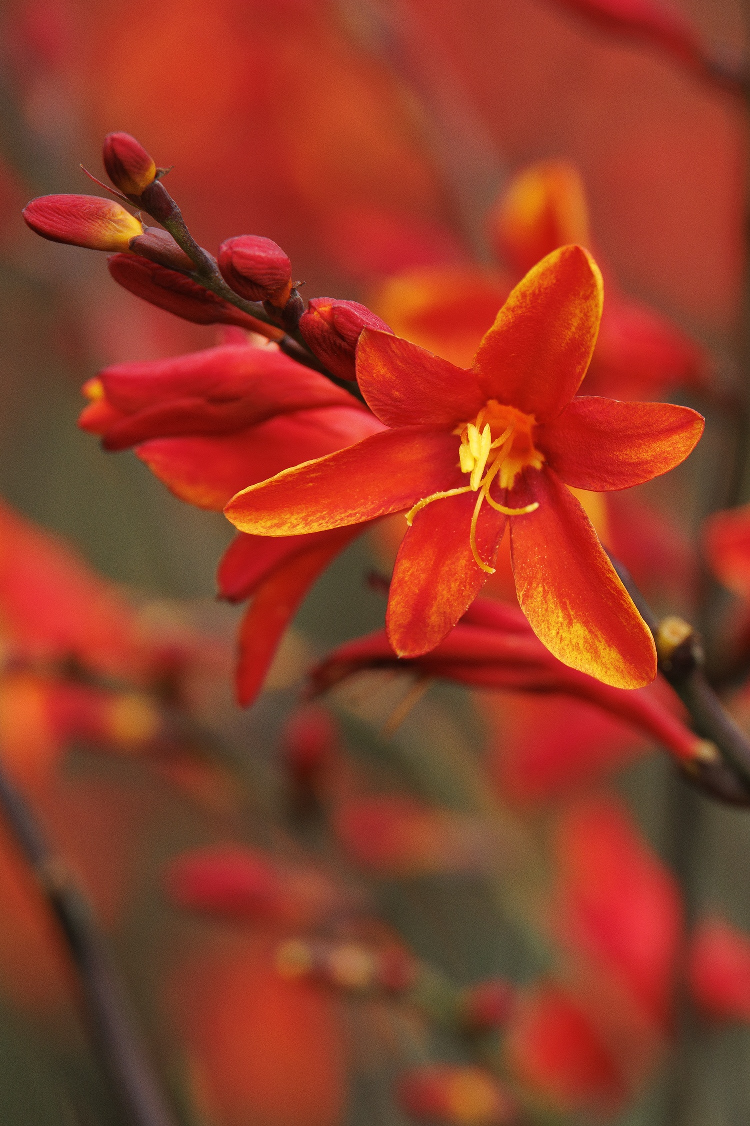 Dark Fire Montbretia, Crocosmia 'Dark Fire' PP #35,303, Monrovia Plant