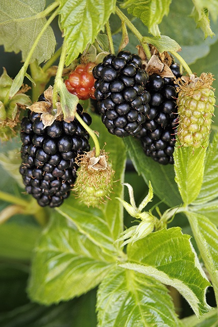 Superlicious™ Blackberry, Rubus x 'A-2500T' PPAF, Monrovia Plant