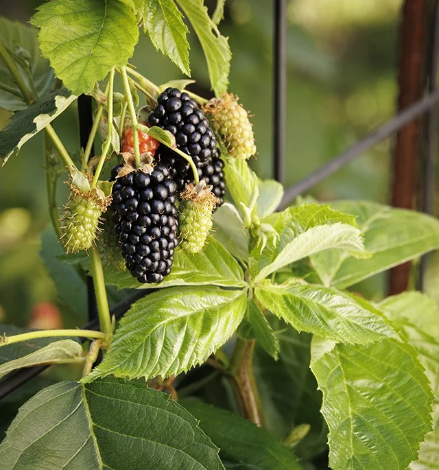 ©Monrovia, by Doreen Wynja