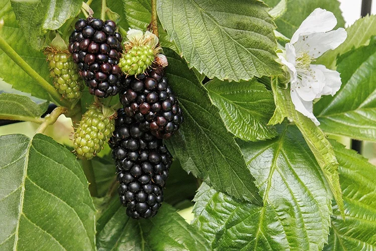 ©Monrovia, by Doreen Wynja