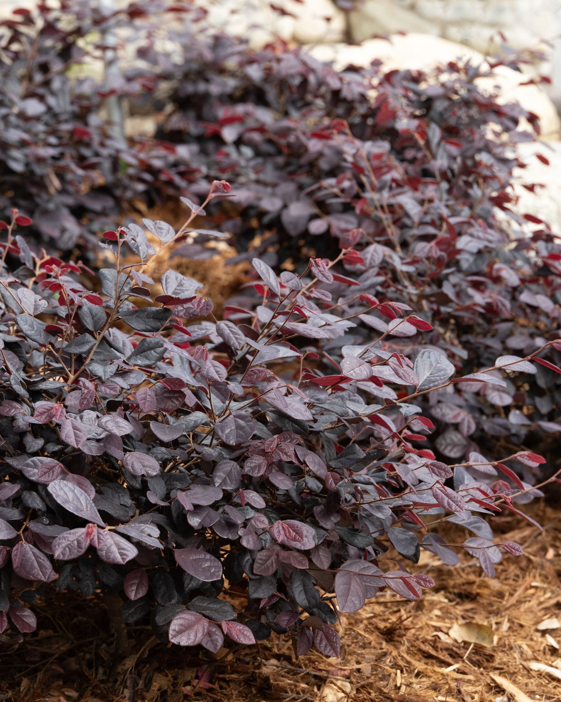 Midnight™ Moxie Fringe Flower, Loropetalum chinense 'Marjorie' PPAF