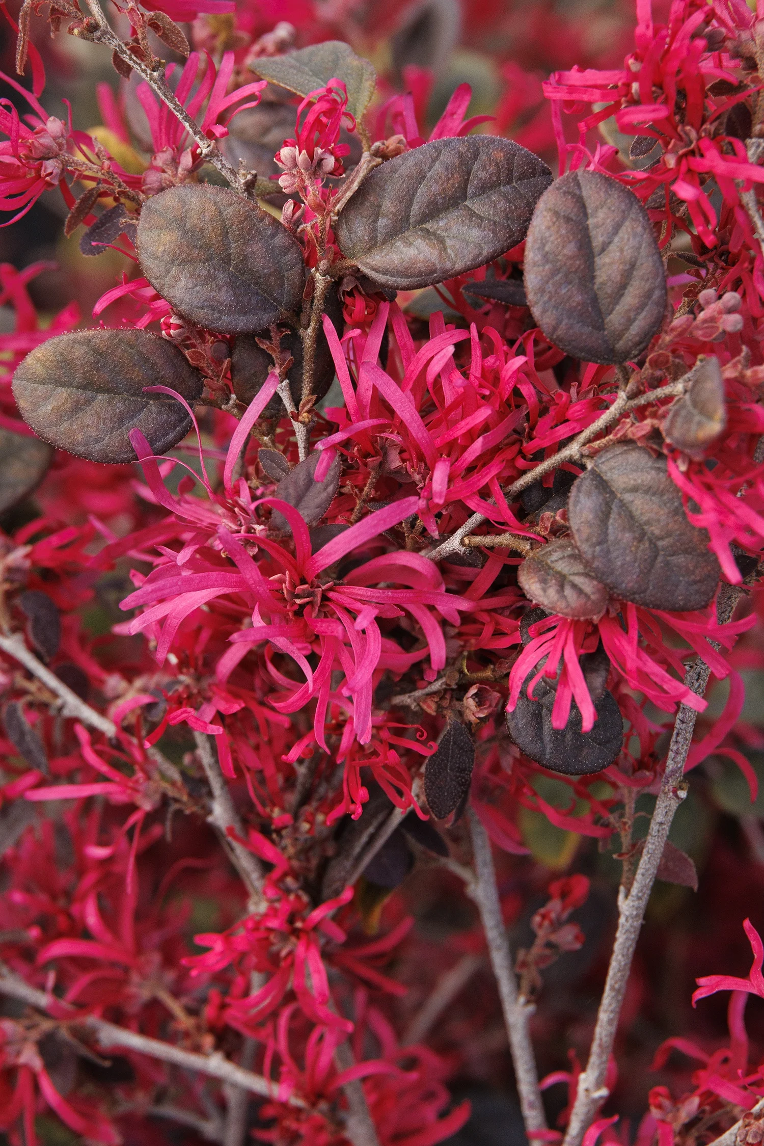 © Monrovia by Doreen Wynja