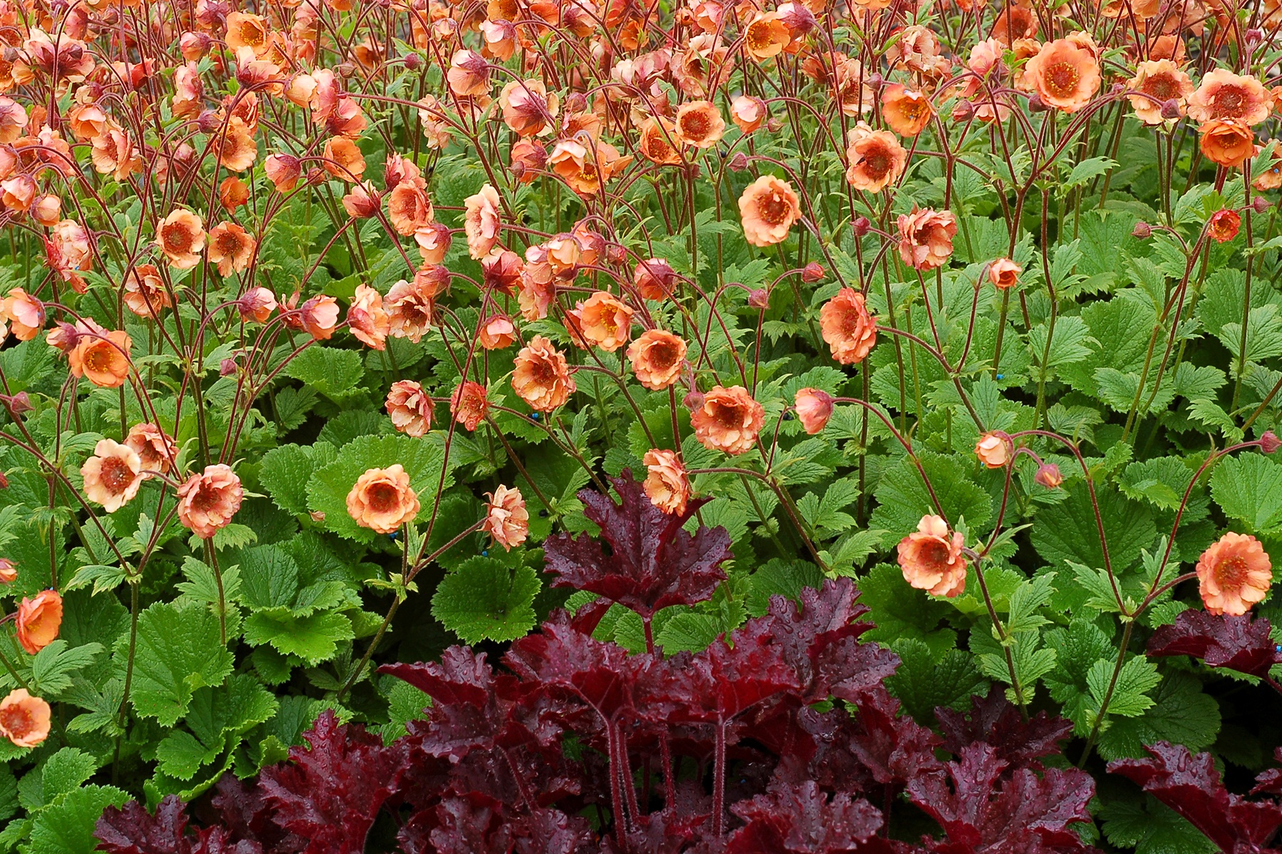 Tempo™ Orange Avens, Geum hybrid, Monrovia Plant