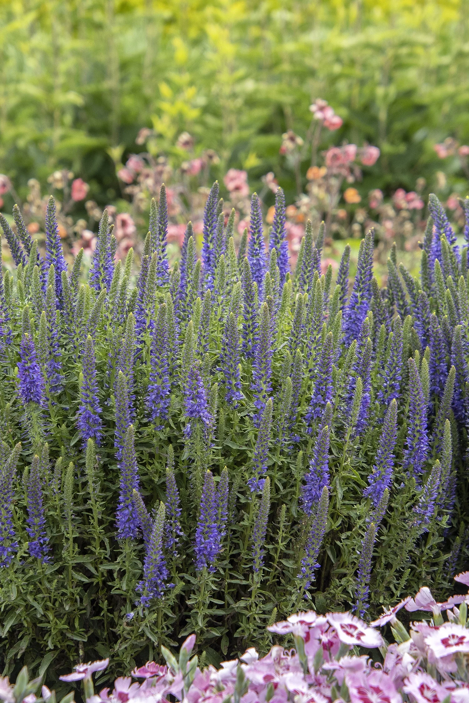 ©Monrovia by Doreen Wynja 