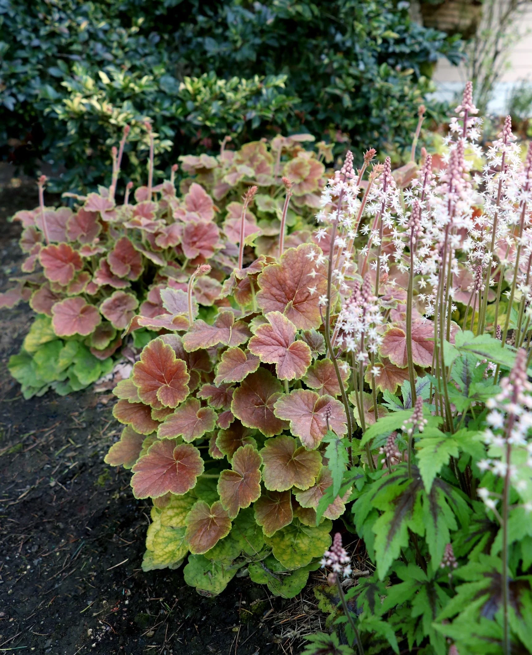 Photos courtesy of TERRA NOVA© Nurseries, Inc. 