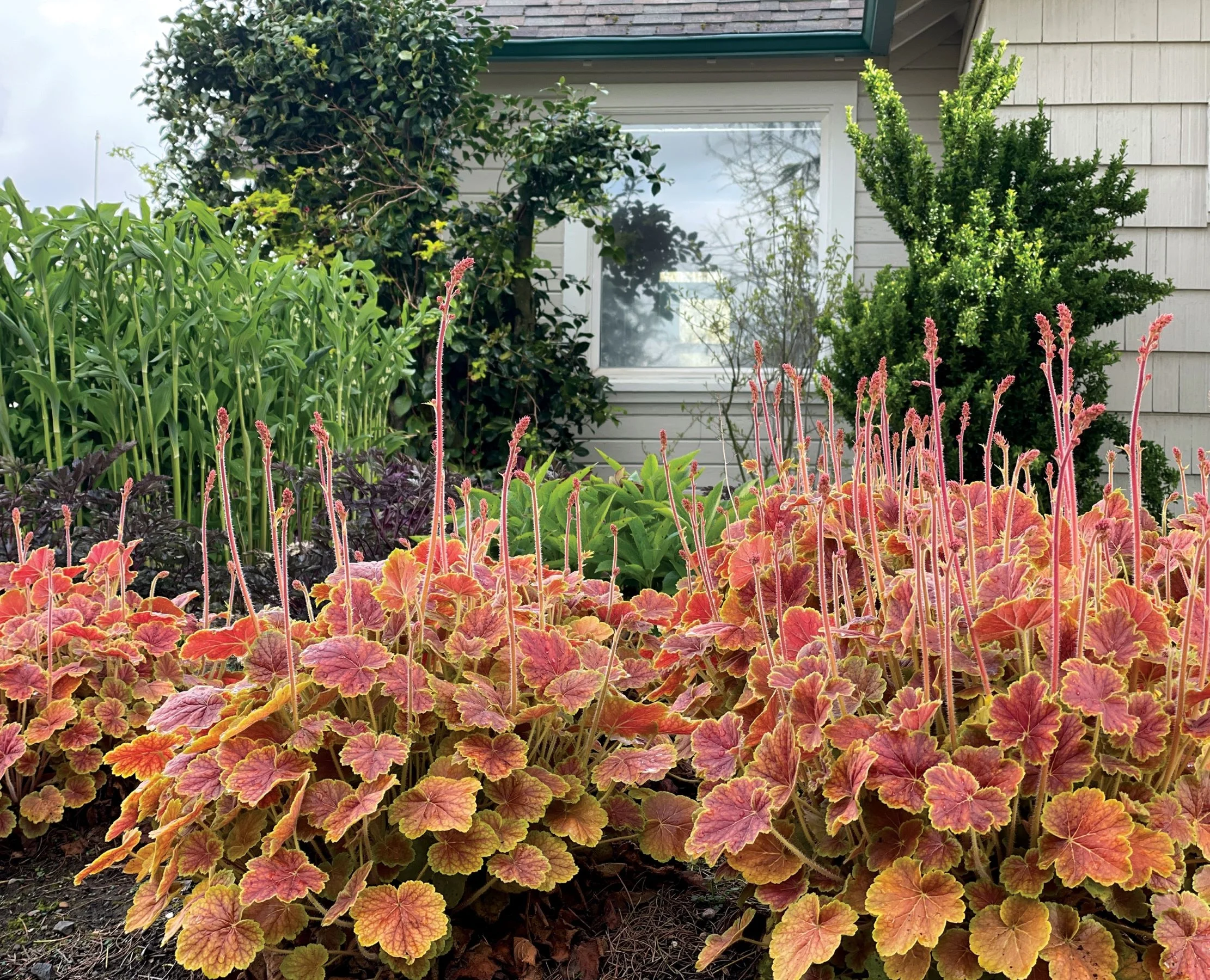 Photos courtesy of TERRA NOVA© Nurseries, Inc. 