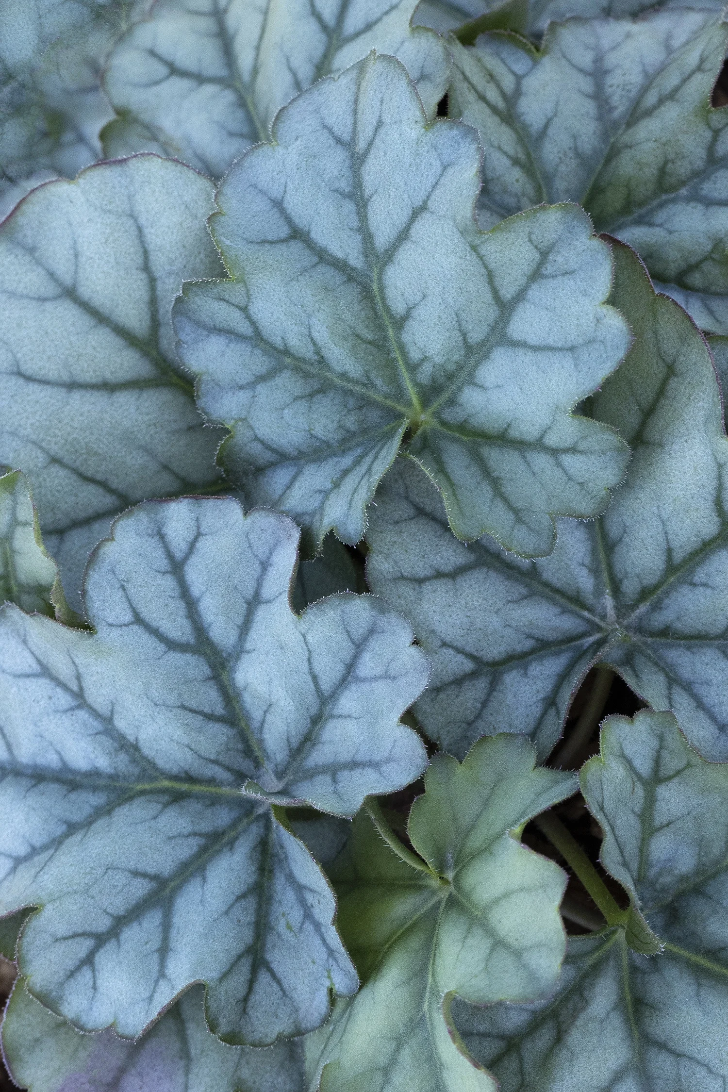 ©Monrovia by Doreen Wynja 