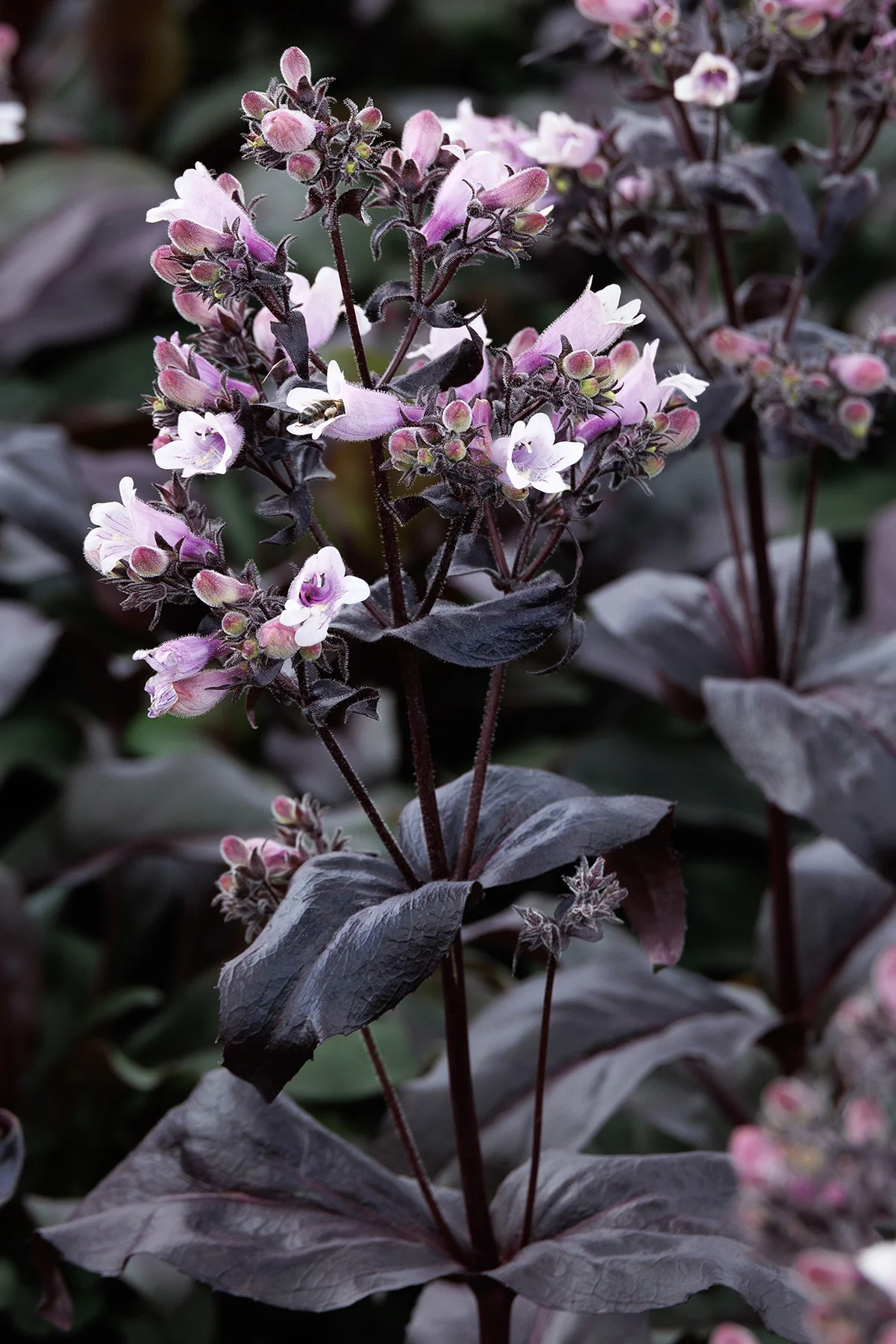 © Monrovia by Doreen Wynja