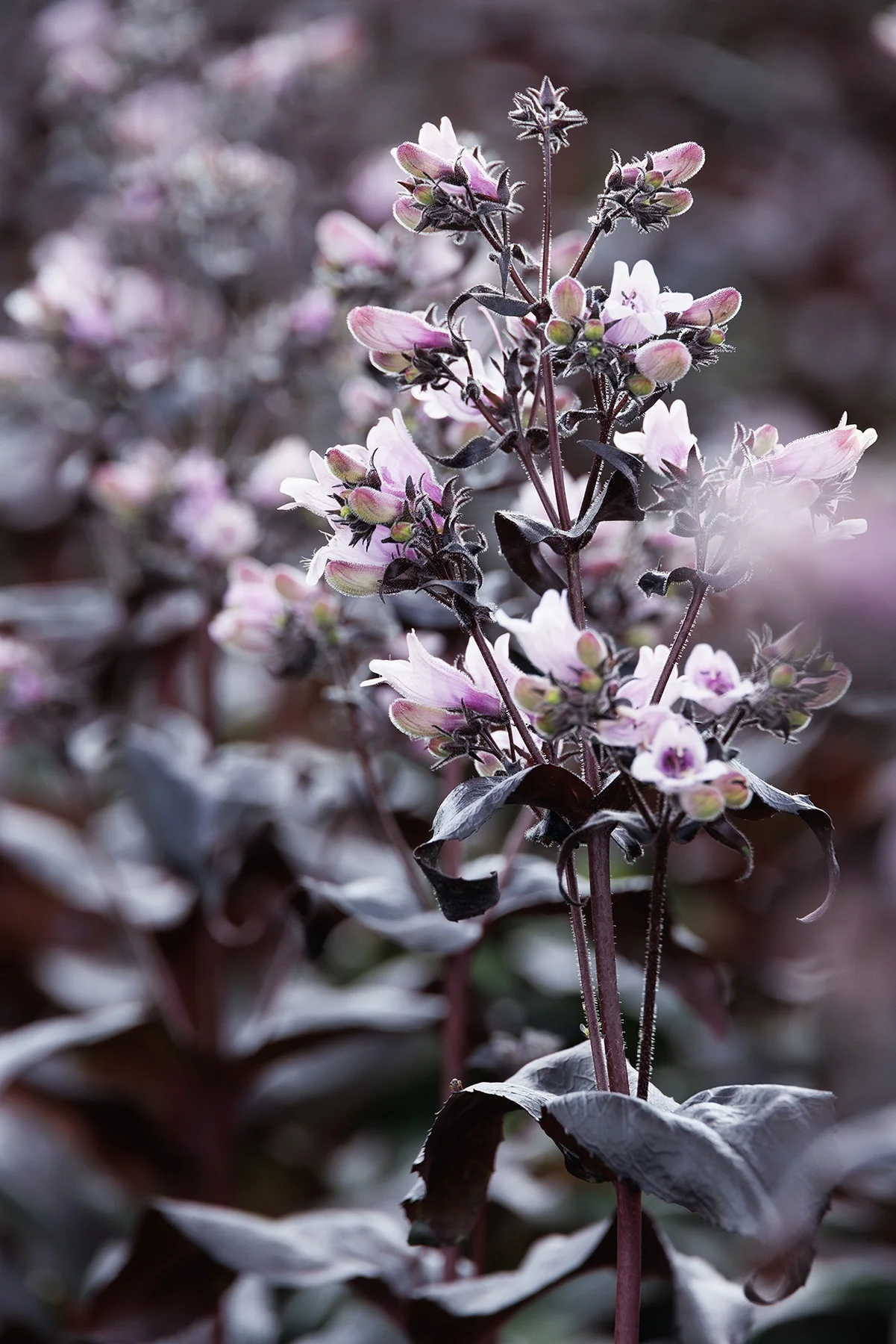 © Monrovia by Doreen Wynja