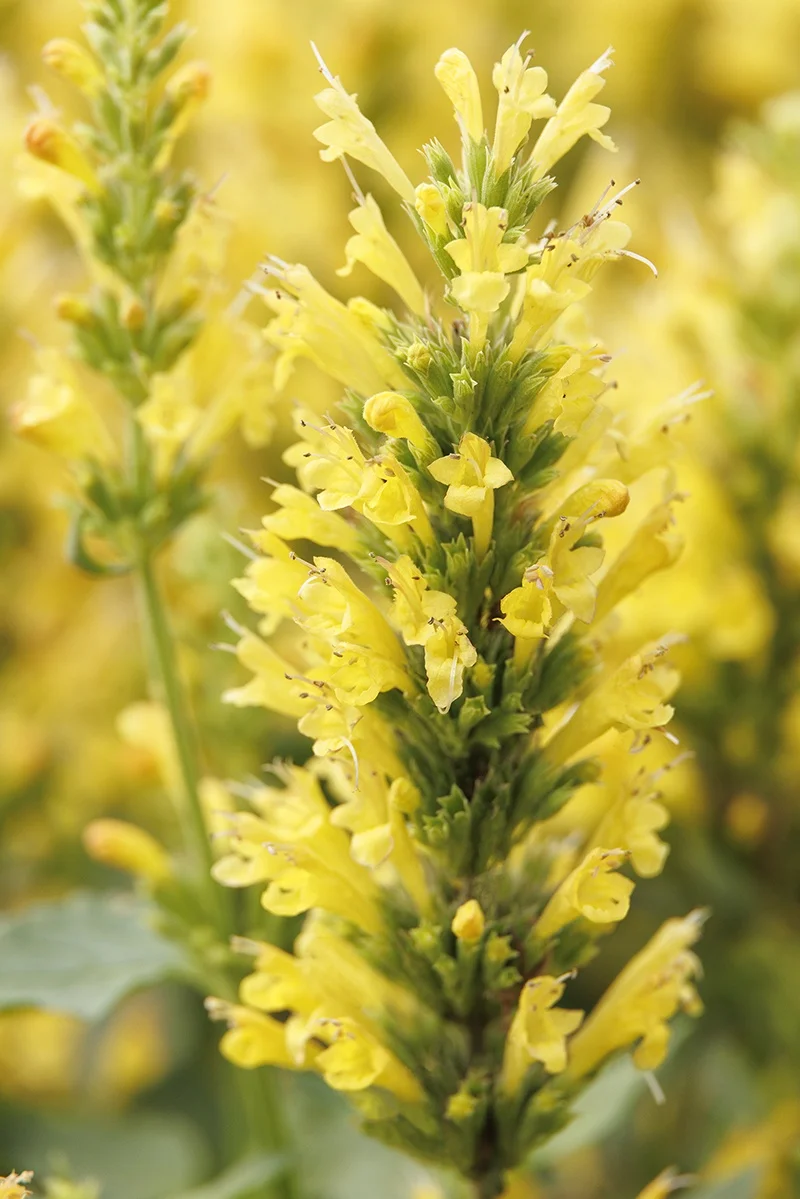 © Monrovia by Doreen Wynja