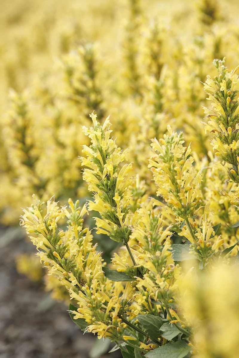 © Monrovia by Doreen Wynja