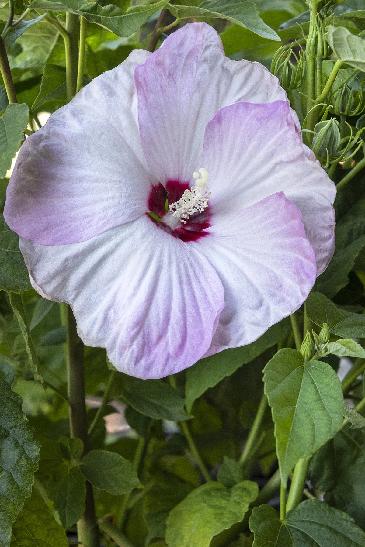 ©Monrovia by Doreen Wynja 