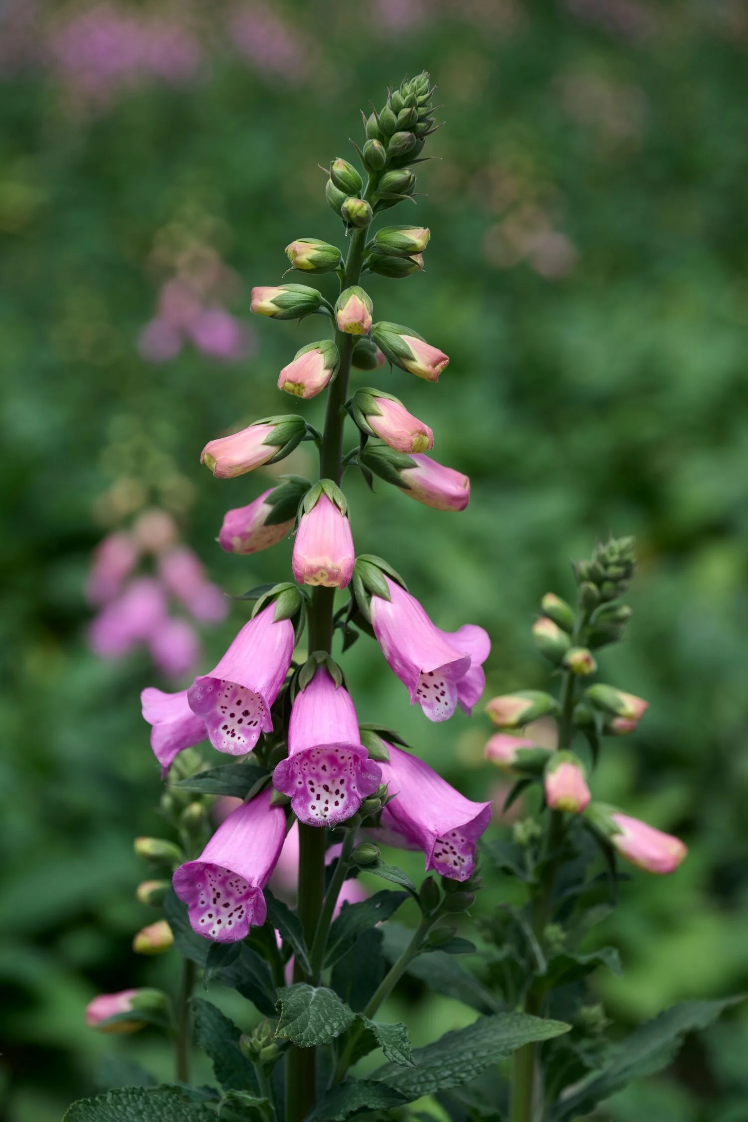 © Monrovia by Brandon Friend-Solis 