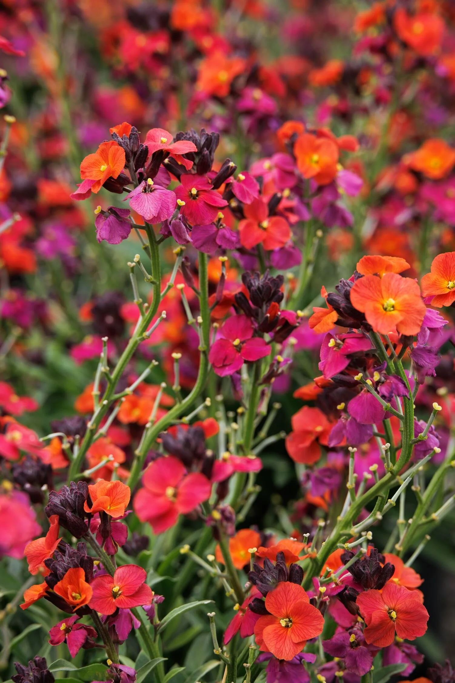 © Monrovia by Doreen Wynja