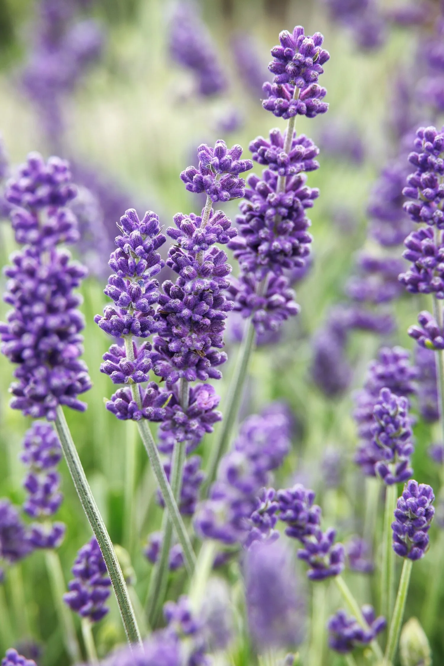 © Monrovia by Doreen Wynja 