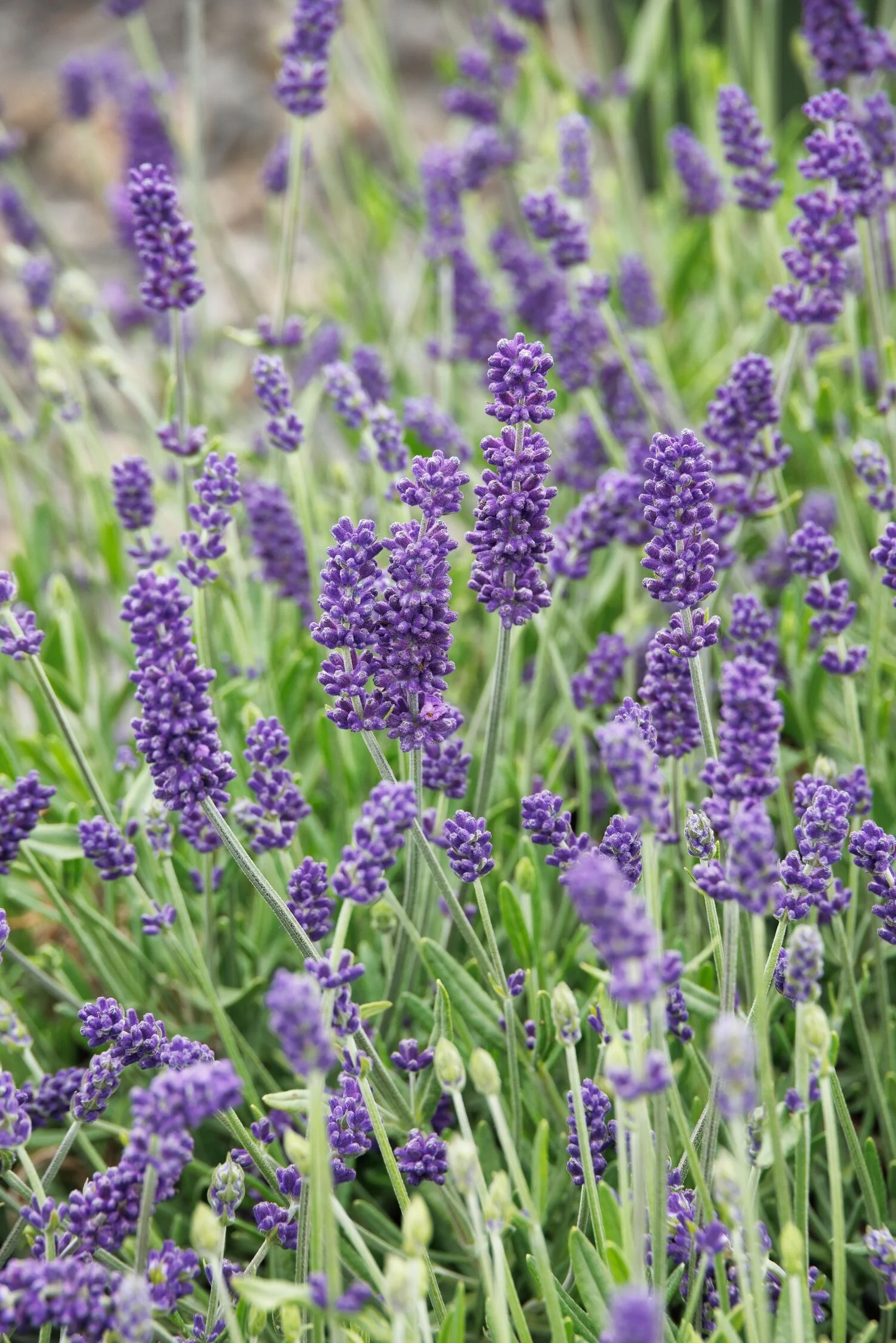 © Monrovia by Doreen Wynja 