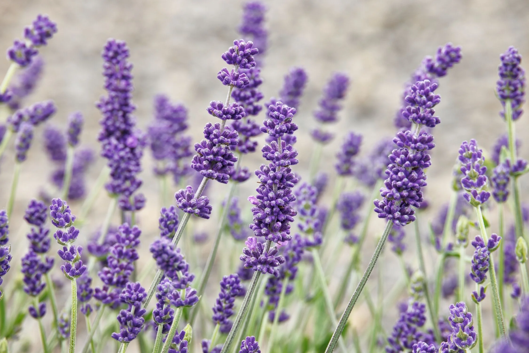 © Monrovia by Doreen Wynja 