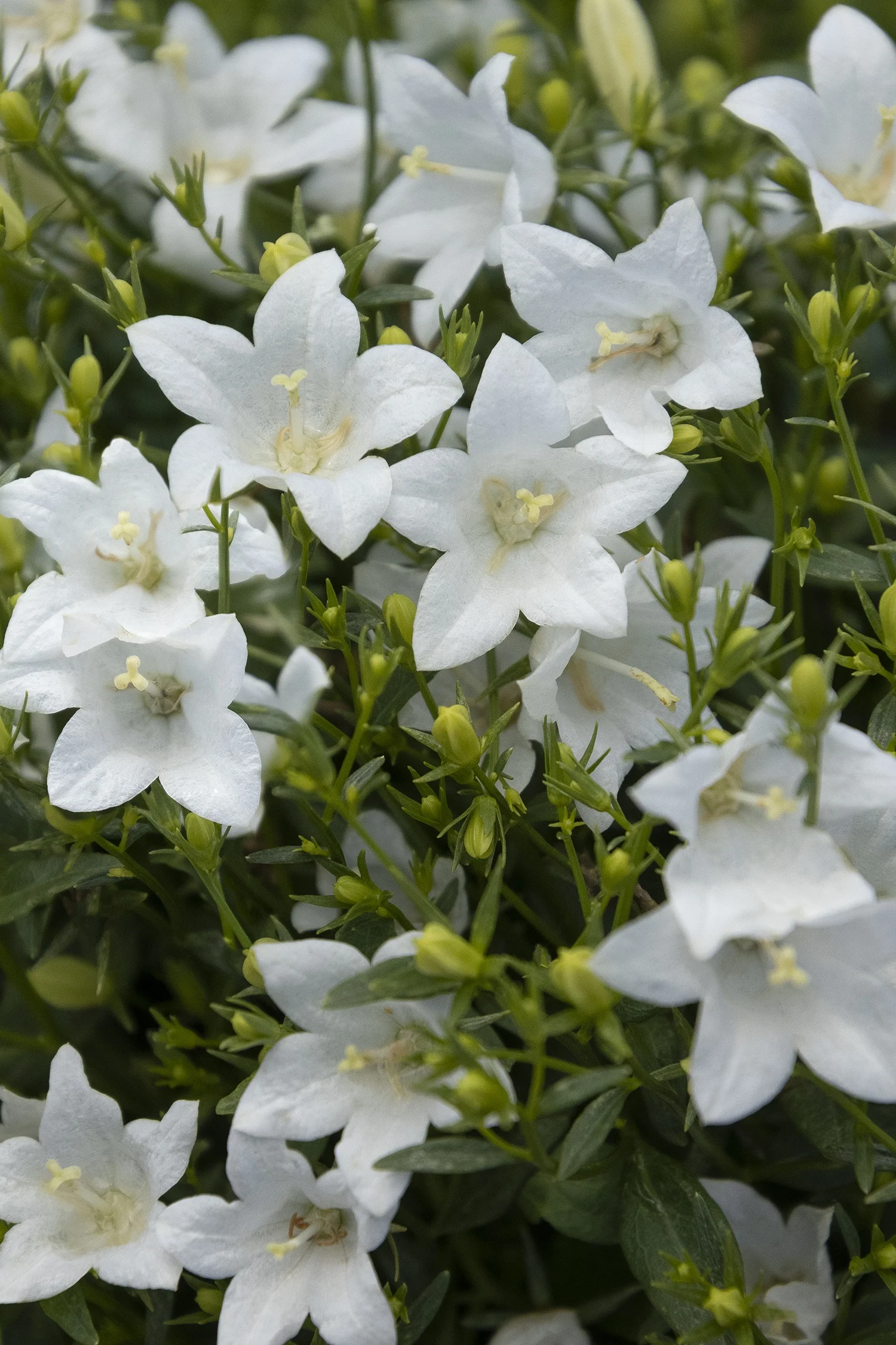 ©Monrovia by Doreen Wynja 