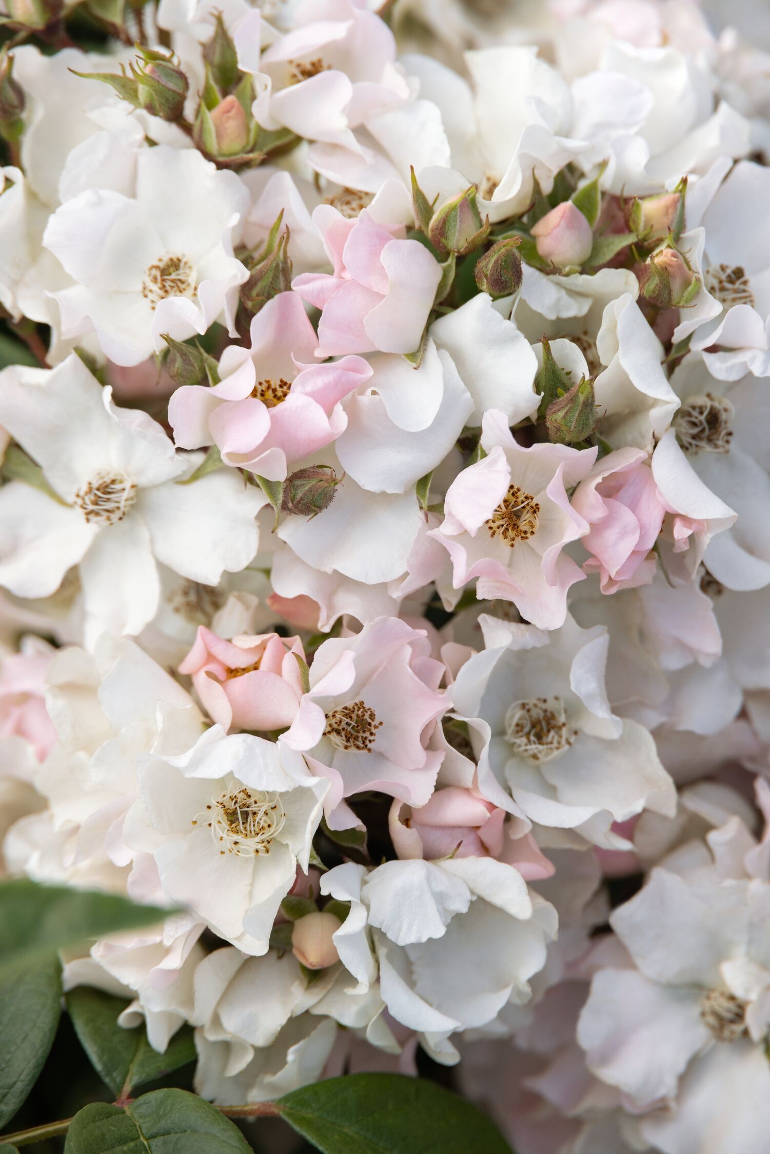 Honey Blush™ Rose, Rosa 'RUIRPP203A' PPAF, Monrovia Plant