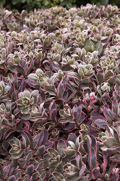 © Monrovia by Doreen Wynja