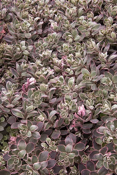 © Monrovia by Doreen Wynja