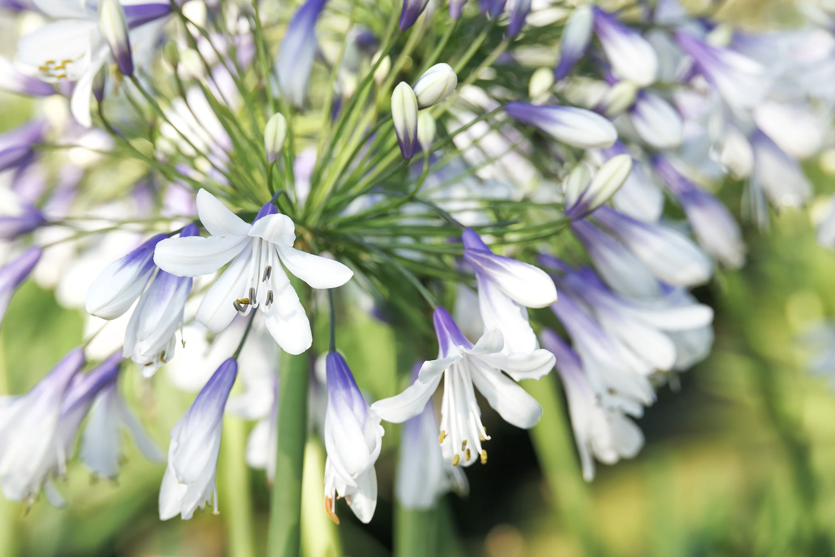 ©Monrovia, by Doreen Wynja