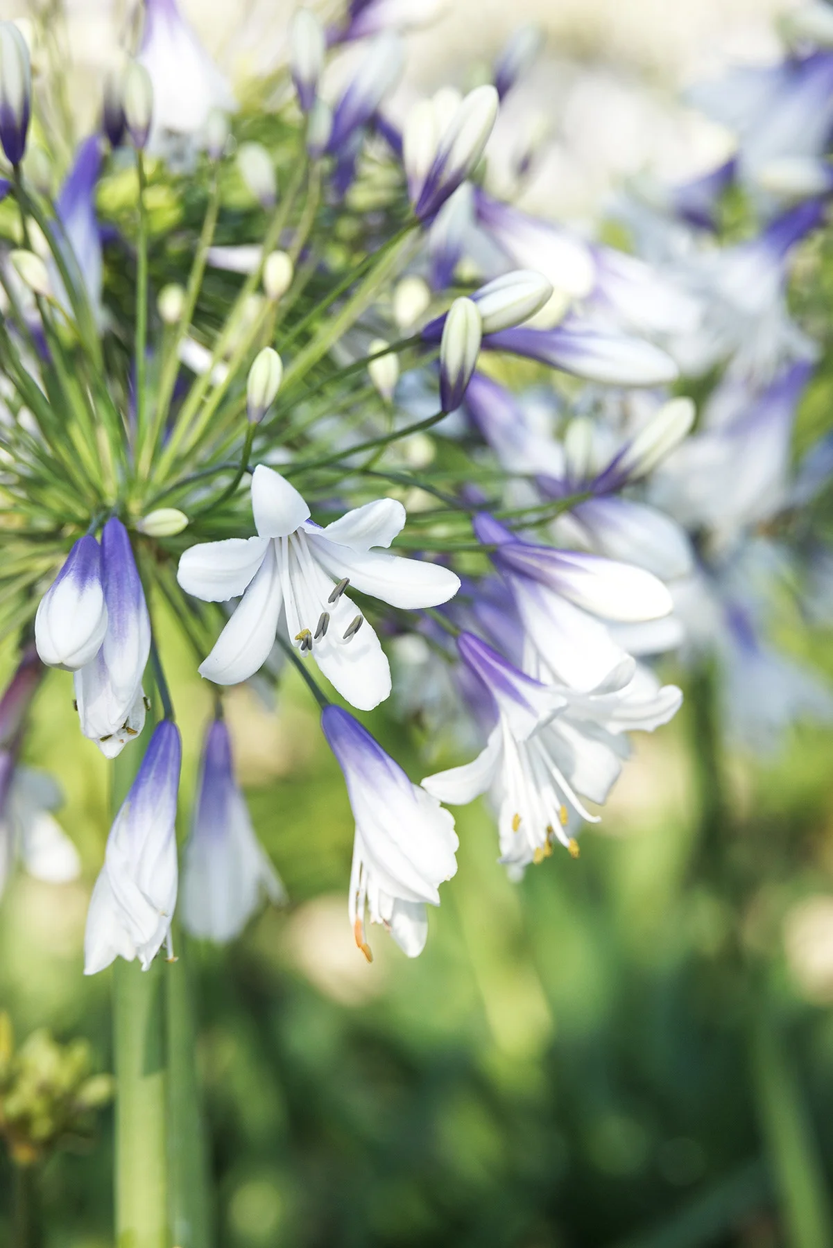 ©Monrovia, by Doreen Wynja