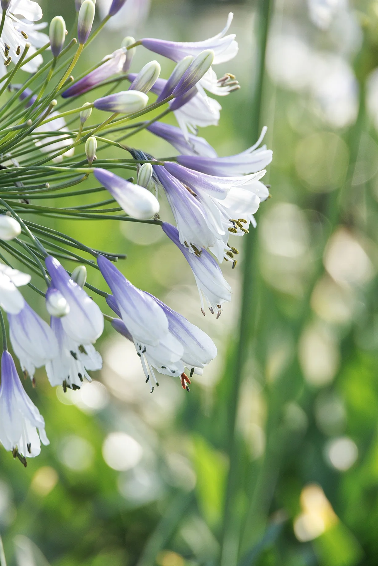 ©Monrovia, by Doreen Wynja