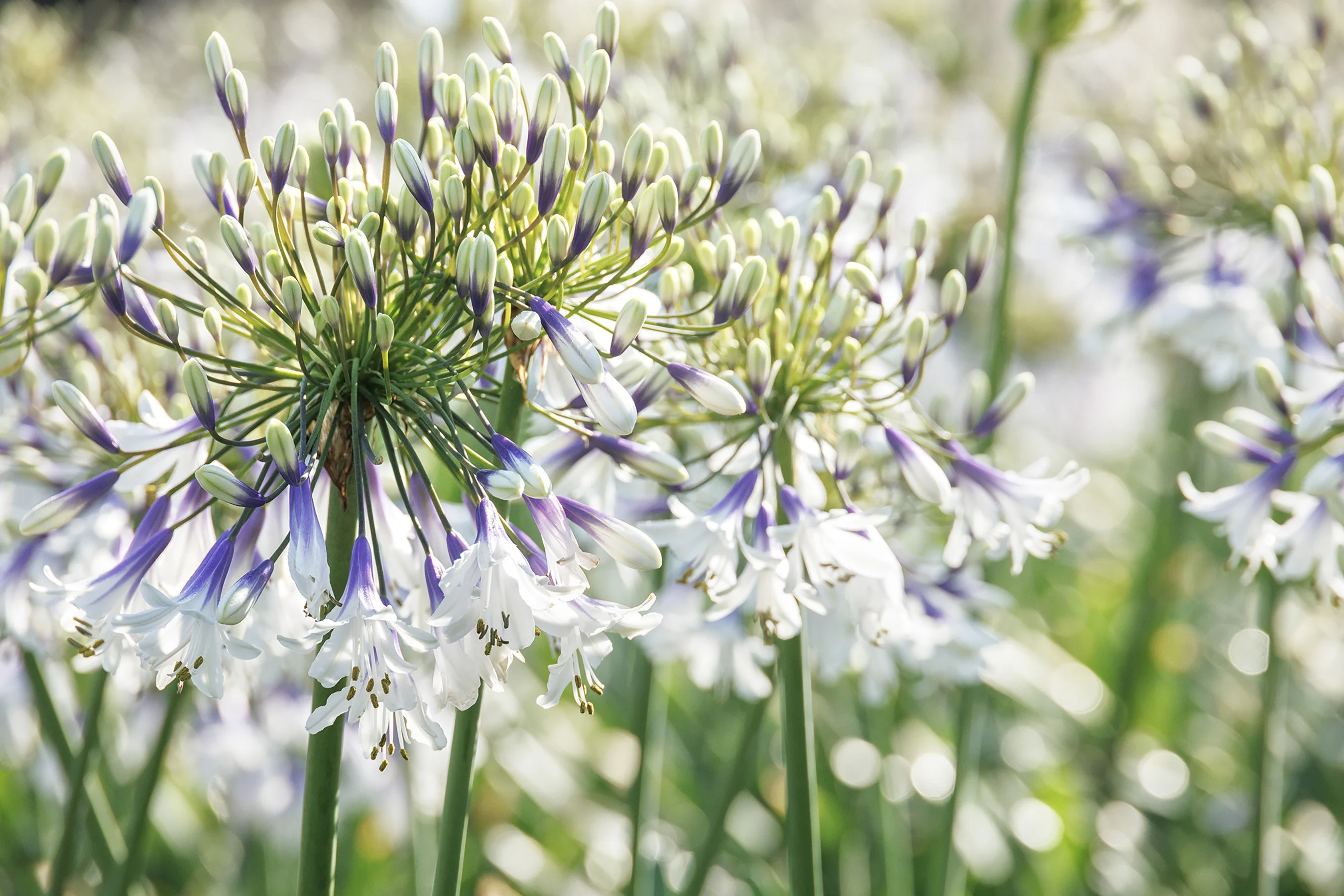 ©Monrovia, by Doreen Wynja