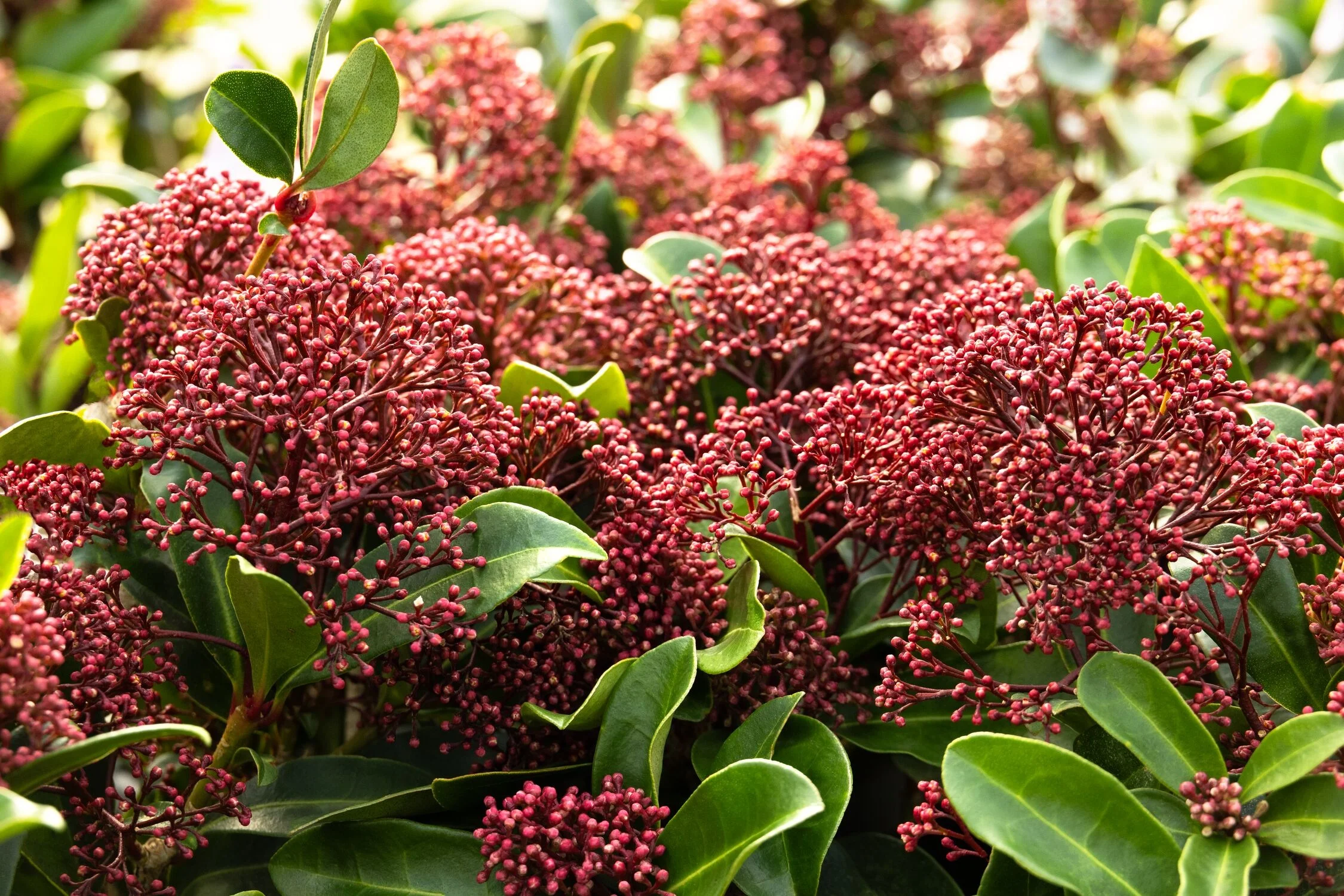 © Monrovia by Doreen Wynja 