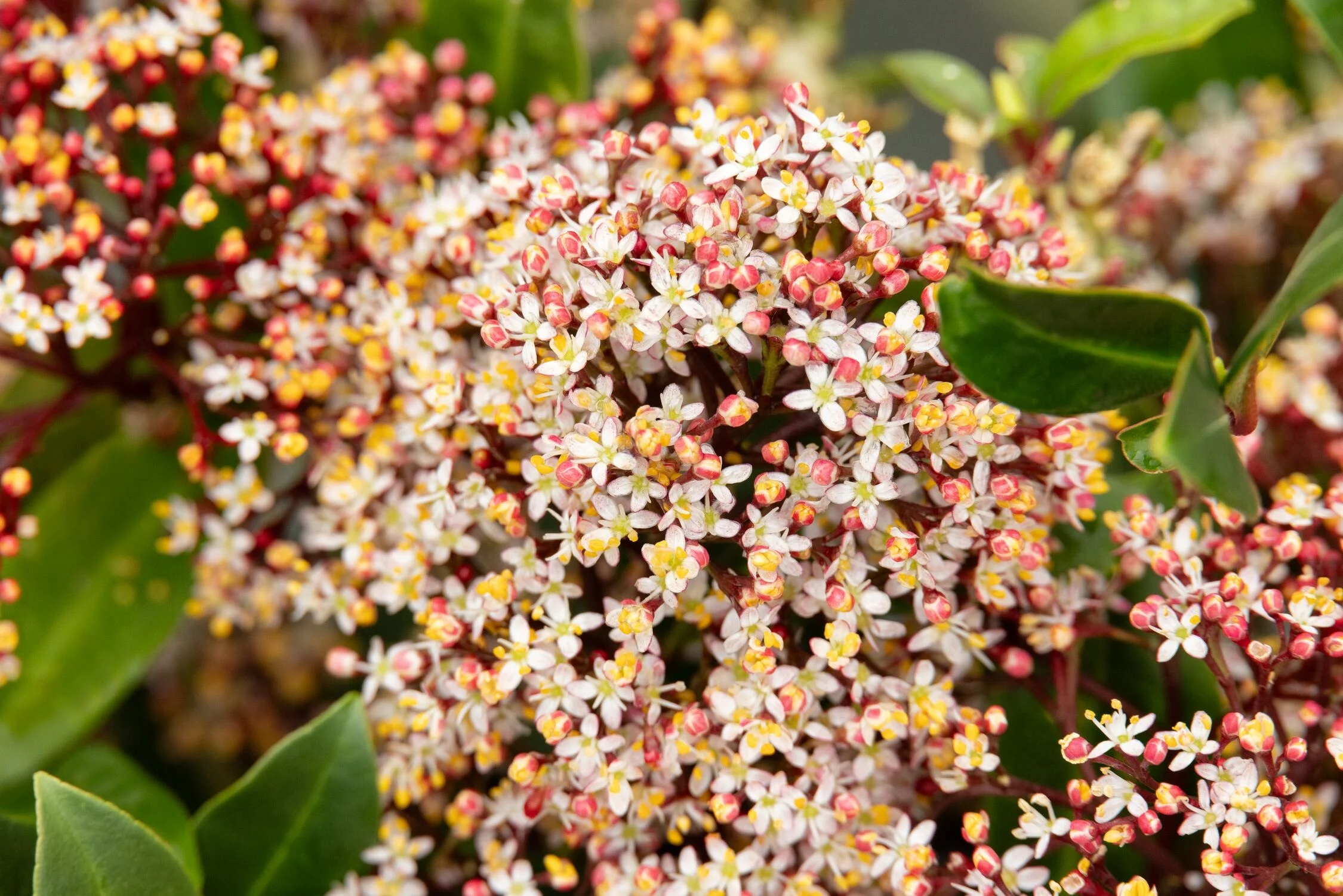 © Monrovia by Doreen Wynja 