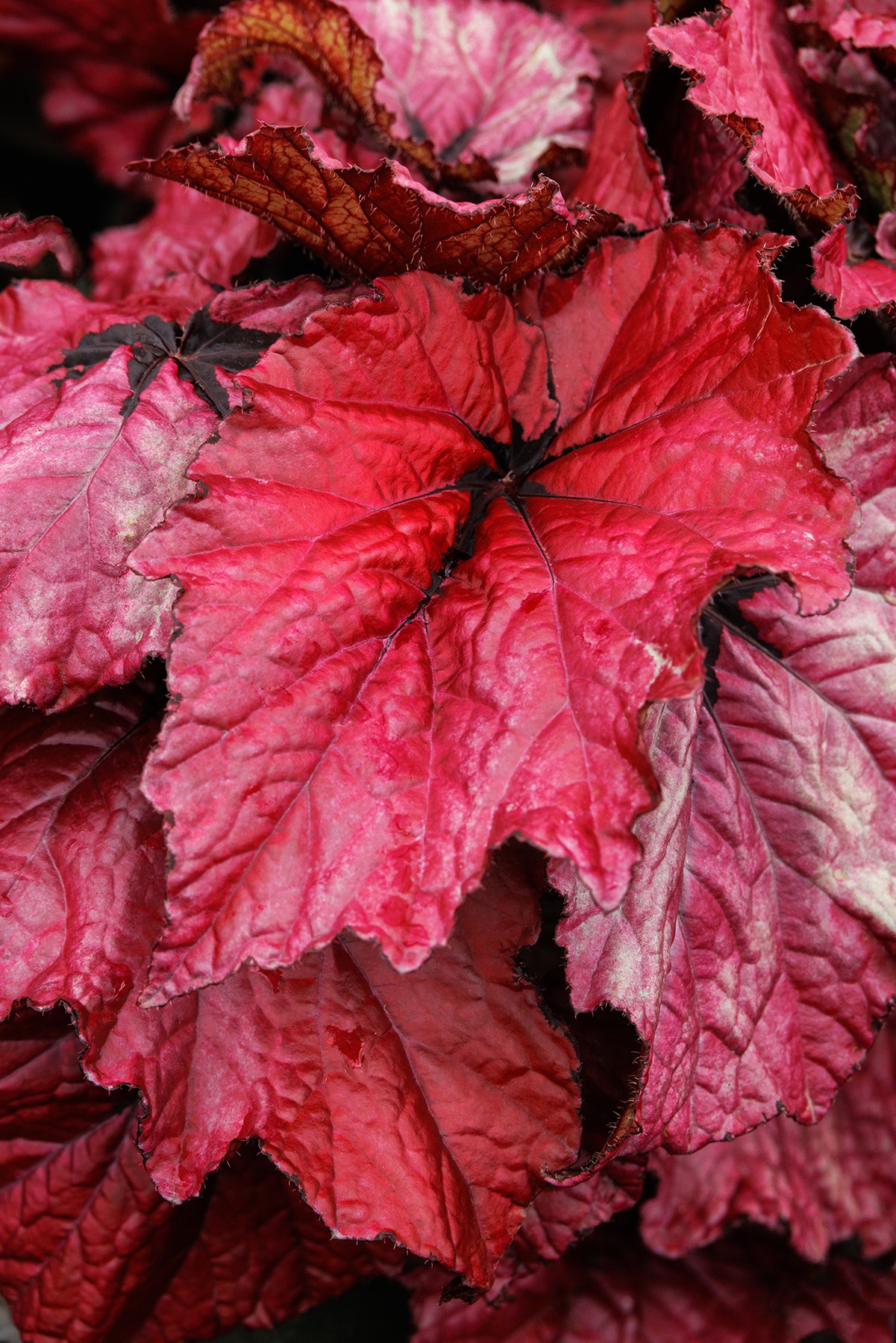 T Rex™ Ruby Slippers Rex Begonia, Monrovia Plant