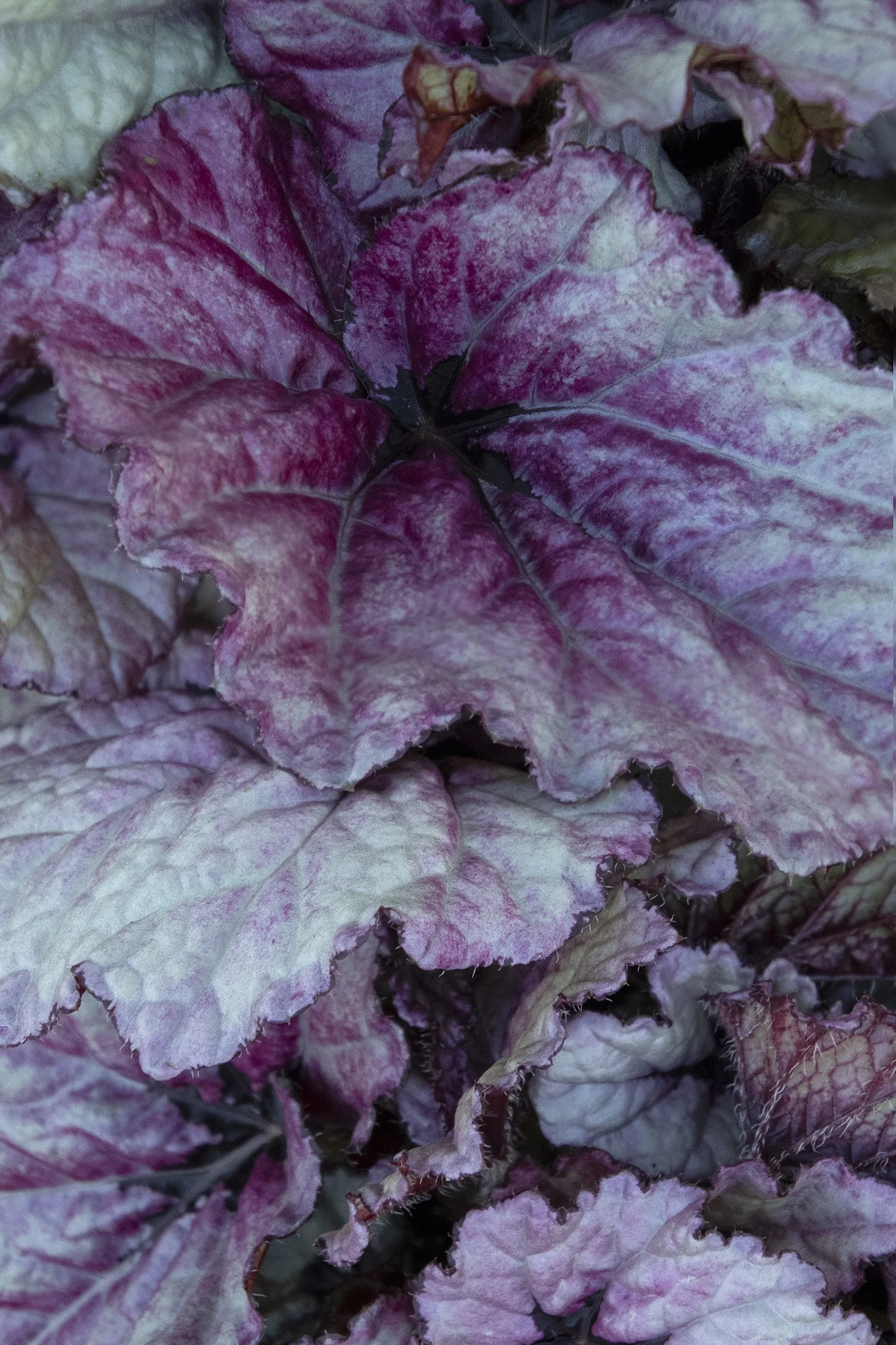 New Growth ©Monrovia by Doreen Wynja 