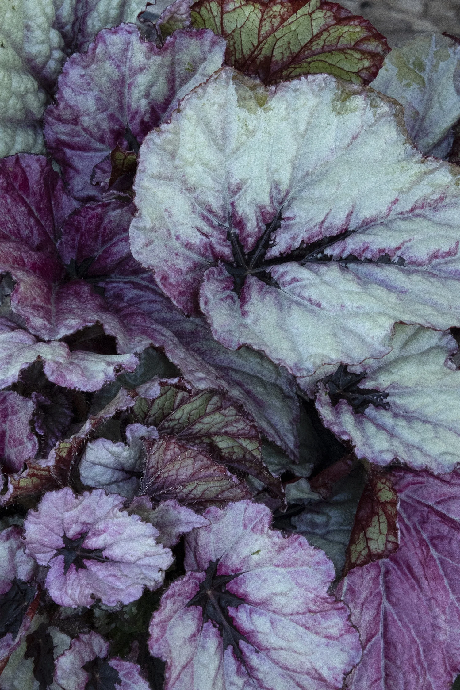 New Growth ©Monrovia by Doreen Wynja 