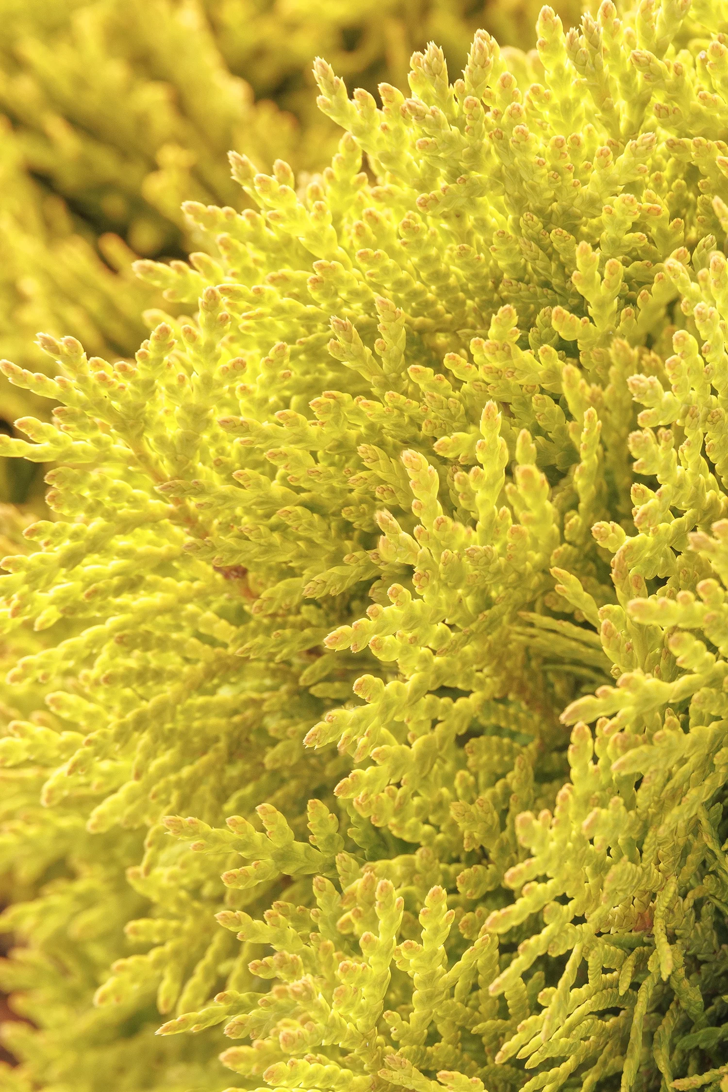 © Monrovia by Doreen Wynja