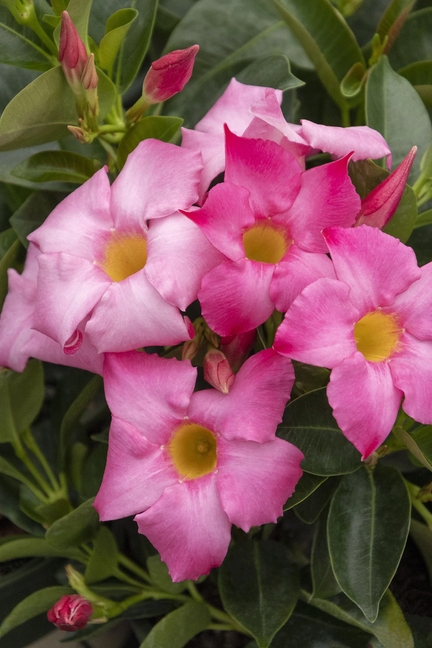 Monrovia; by Doreen Wynja