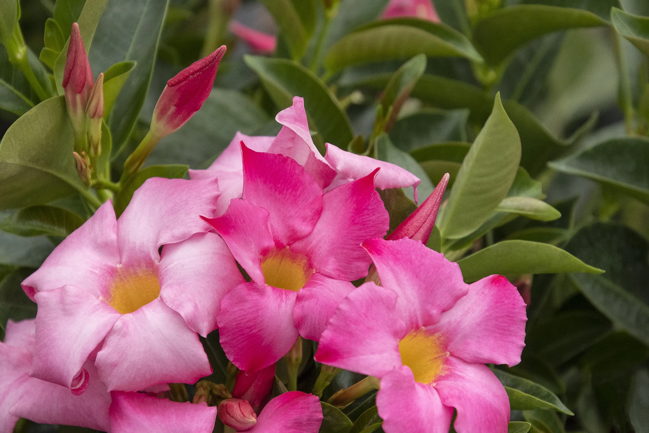 Monrovia; by Doreen Wynja