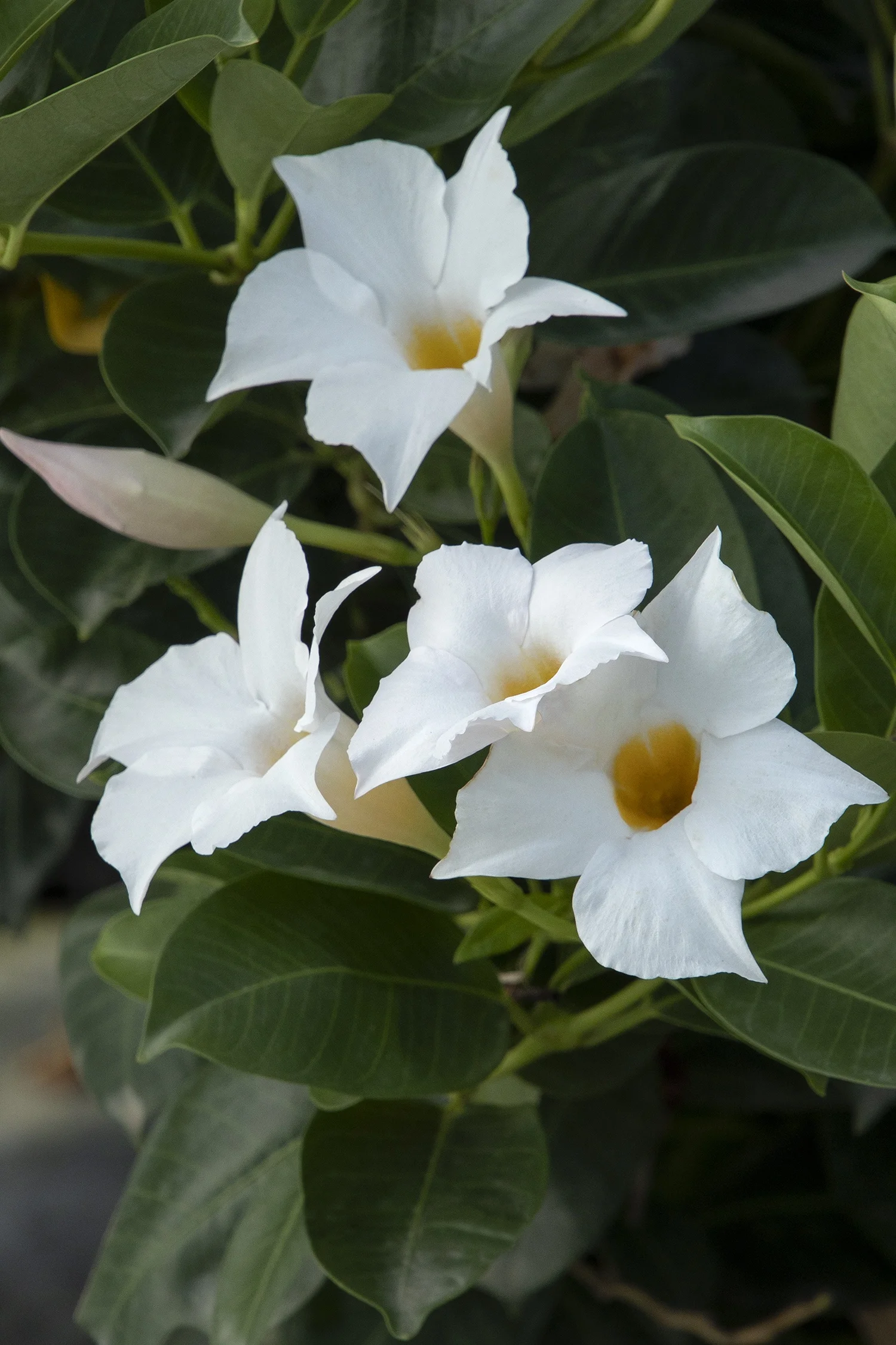 ©Monrovia by Doreen Wynja 