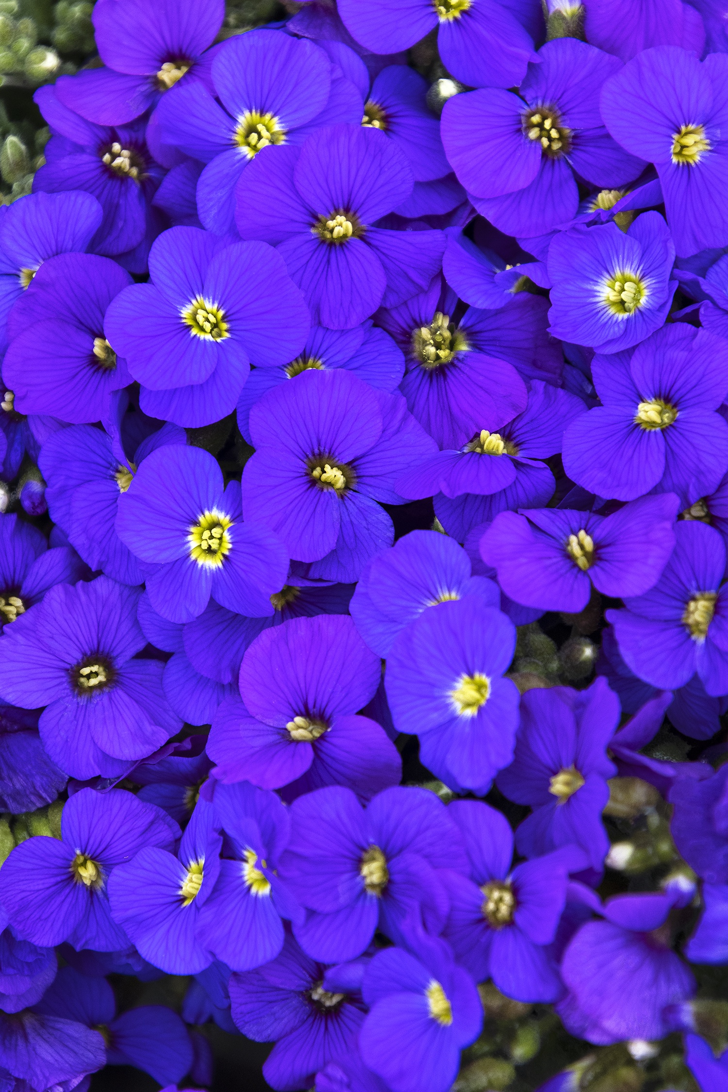 Glacier Sky Blue Rock Cress, Aubrieta, Monrovia Plant