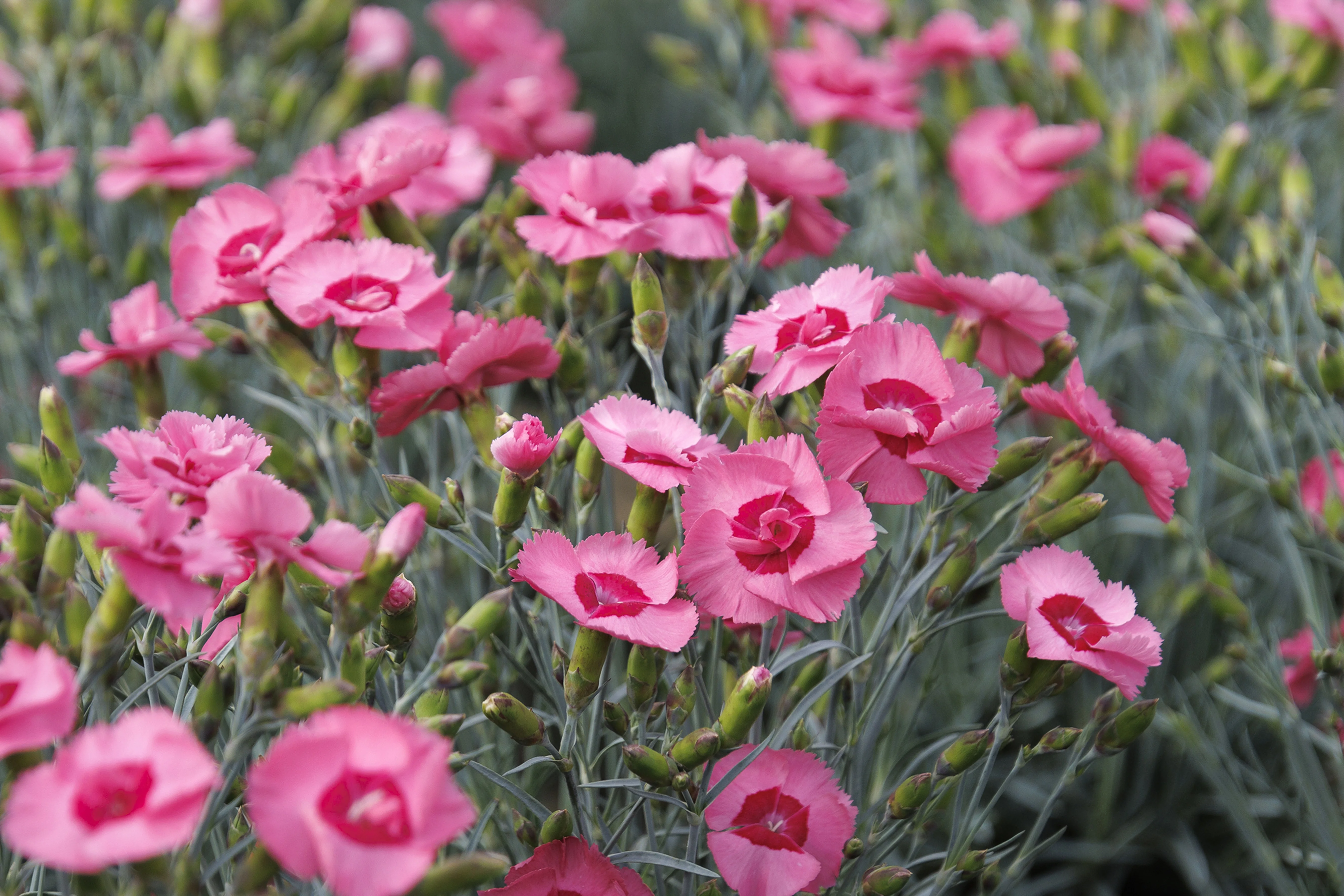 © Monrovia by Doreen Wynja 
